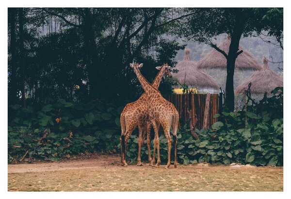 Tablou cu două girafe (90x60 cm)