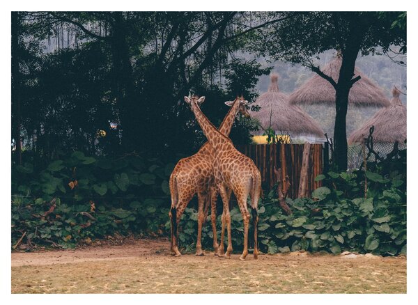 Tablou cu două girafe (70x50 cm)