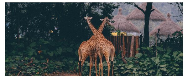 Tablou cu două girafe (120x50 cm)