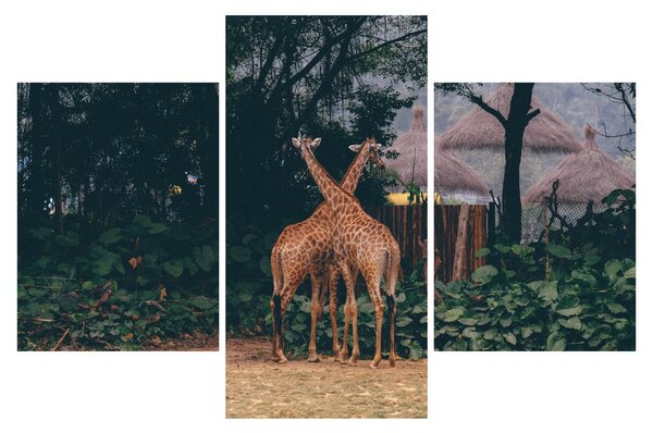 Tablou cu două girafe (90x60 cm)