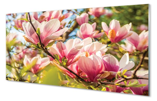 Panouri de sticlă magnolie roz