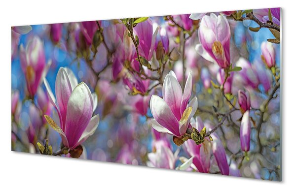 Panouri de sticlă copac magnolie