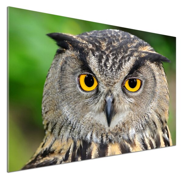 Panou perete bucătărie Bufniţă