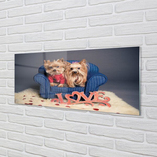 Panouri de sticlă Yorkie
