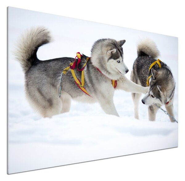 Sticlă pentru bucătărie iarna Husky