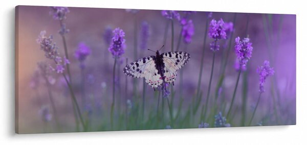 Tablou - fluture în lavandă (120x50 cm)