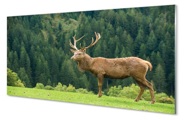 Panouri de sticlă Deer în domeniu