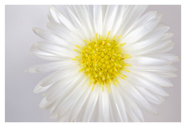 Tablou - Margarita (90x60 cm)