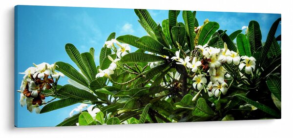 Tablou - Plumeria (120x50 cm)