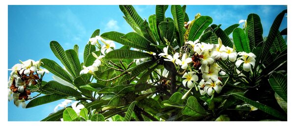 Tablou - Plumeria (120x50 cm)