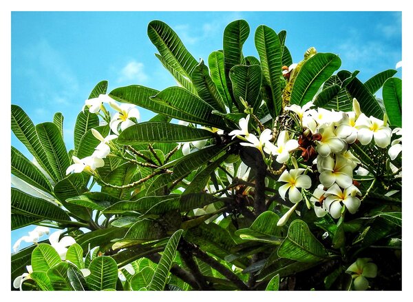 Tablou - Plumeria (70x50 cm)