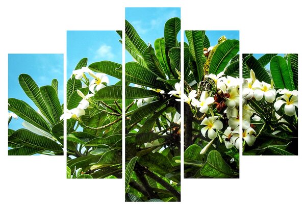 Tablou - Plumeria (150x105 cm)
