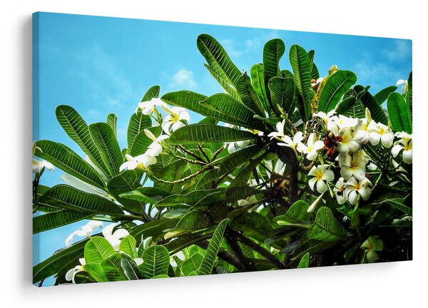 Tablou - Plumeria (90x60 cm)