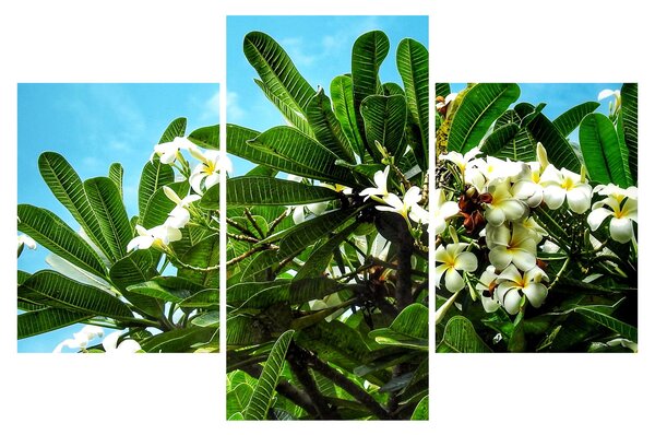 Tablou - Plumeria (90x60 cm)
