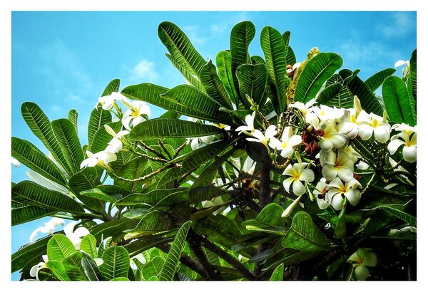 Tablou - Plumeria (90x60 cm)