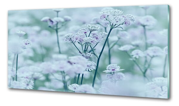 Panou sticlă bucătărie Astrantia majore