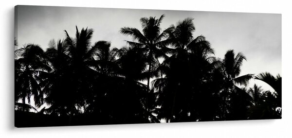 Tablou alb negru - palmieri (120x50 cm)
