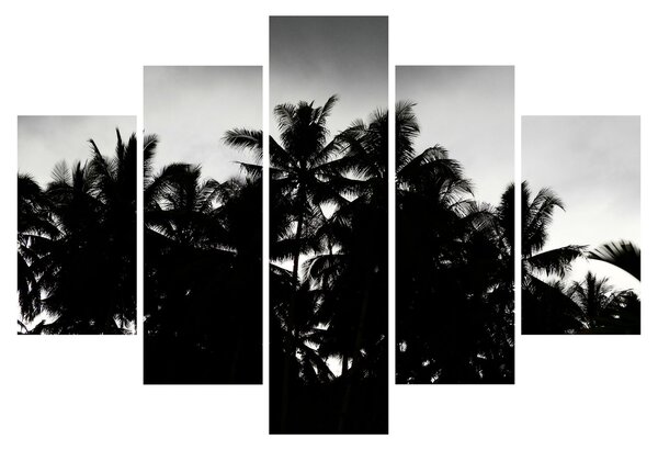 Tablou alb negru - palmieri (150x105 cm)