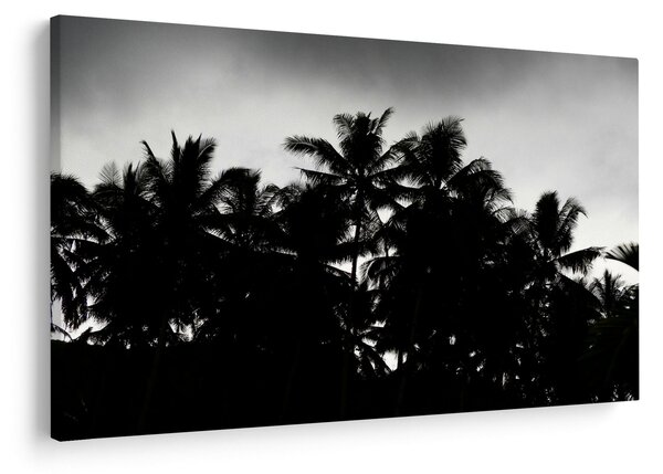 Tablou alb negru - palmieri (90x60 cm)