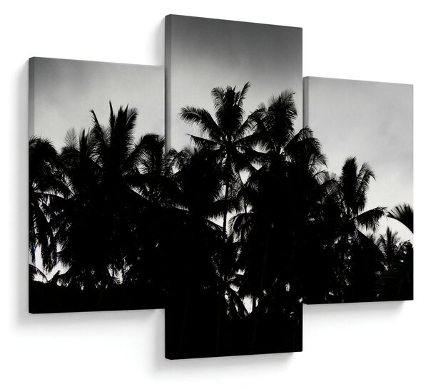 Tablou alb negru - palmieri (90x60 cm)