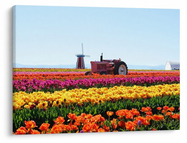 Tablou cu farma de lalele (70x50 cm)