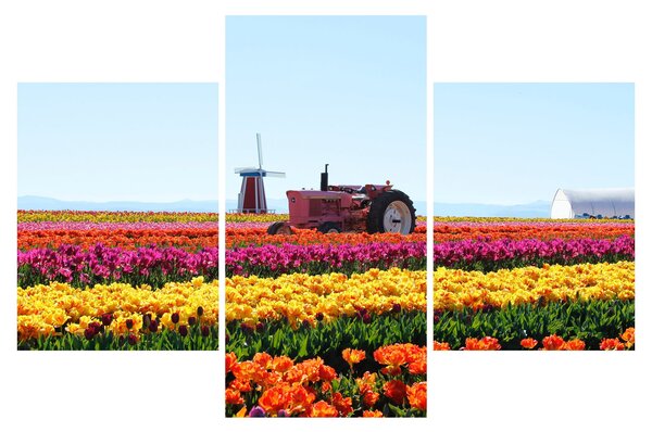 Tablou cu farma de lalele (90x60 cm)