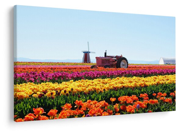 Tablou cu farma de lalele (90x60 cm)