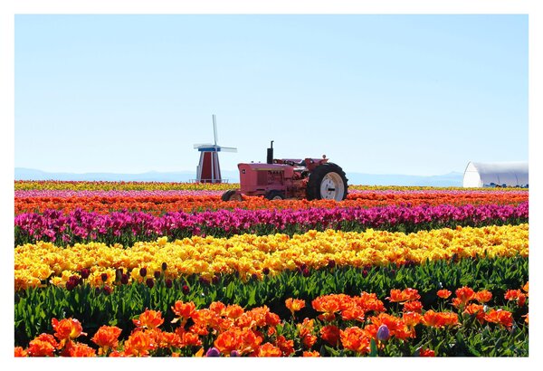 Tablou cu farma de lalele (90x60 cm)