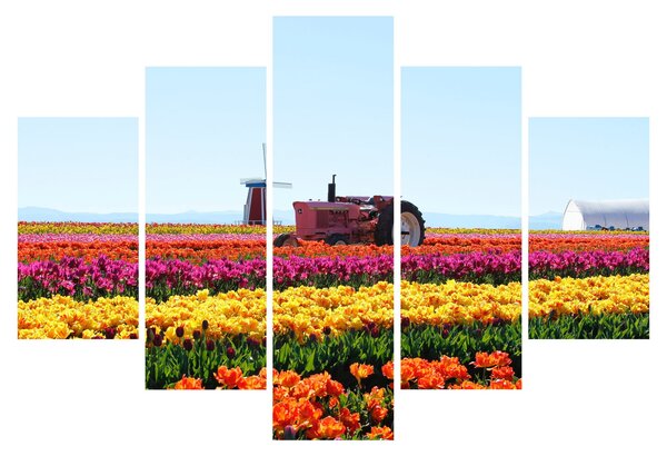 Tablou cu farma de lalele (150x105 cm)