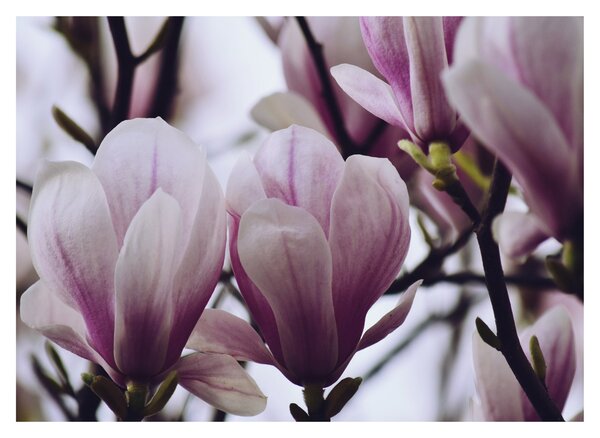 Tablou - Magnolie (70x50 cm)