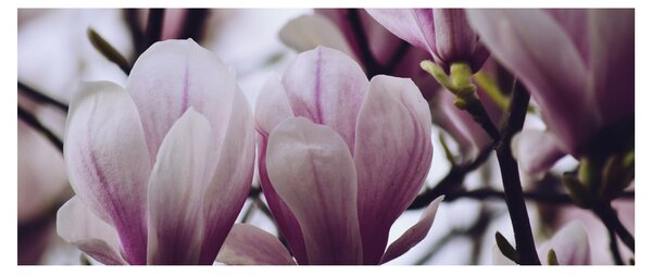 Tablou - Magnolie (120x50 cm)