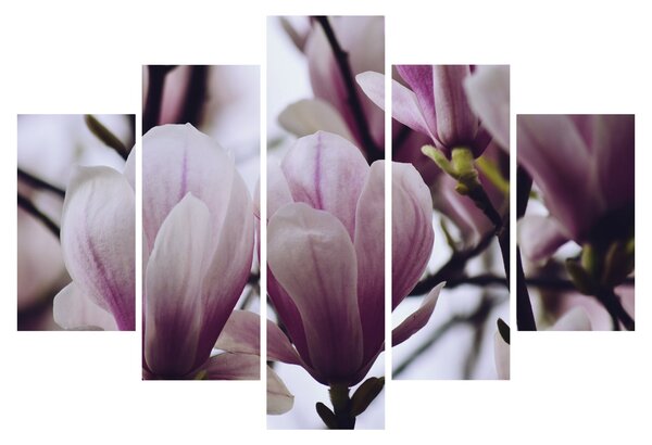Tablou - Magnolie (150x105 cm)