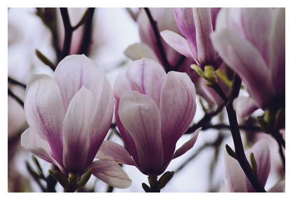 Tablou - Magnolie (90x60 cm)