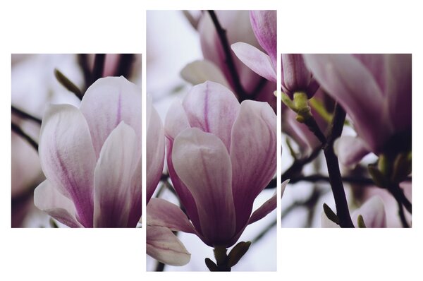 Tablou - Magnolie (90x60 cm)