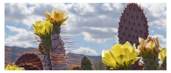 Tablou cu floarea de cactus Opunție (120x50 cm)