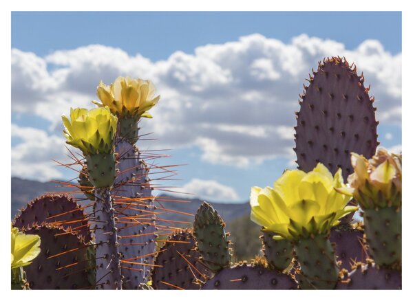 Tablou cu floarea de cactus Opunție (70x50 cm)