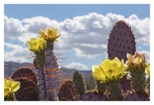 Tablou cu floarea de cactus Opunție (90x60 cm)