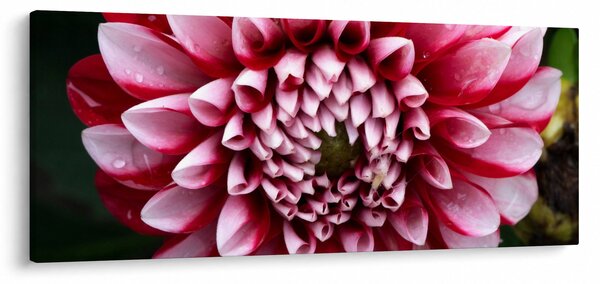 Tablou cu dalie roz (120x50 cm)
