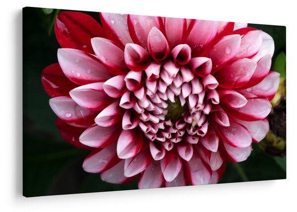 Tablou cu dalie roz (90x60 cm)