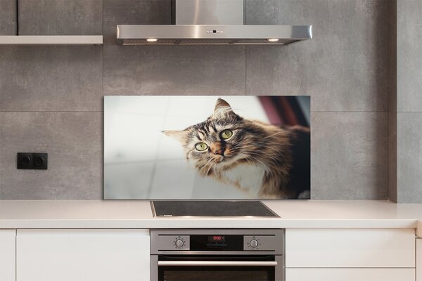 Panouri de sticlă Maine Coon Cat