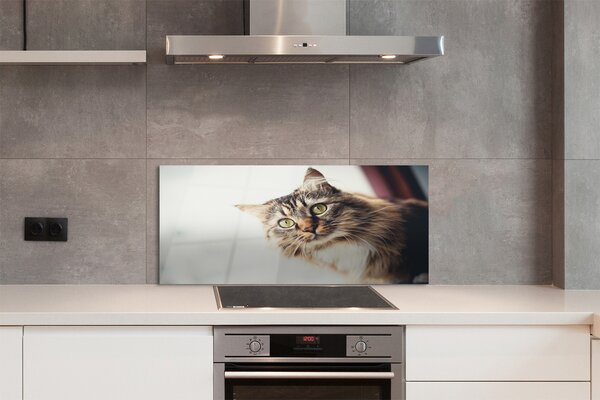 Panouri de sticlă Maine Coon Cat
