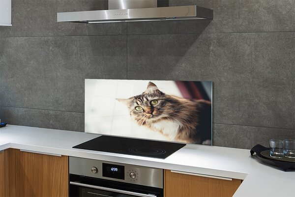 Panouri de sticlă Maine Coon Cat