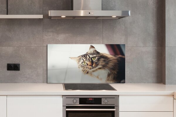 Panouri de sticlă Maine Coon Cat