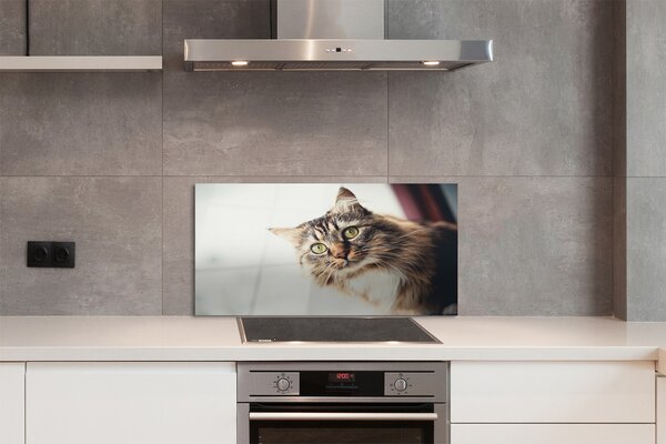 Panouri de sticlă Maine Coon Cat