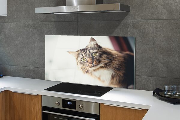 Panouri de sticlă Maine Coon Cat