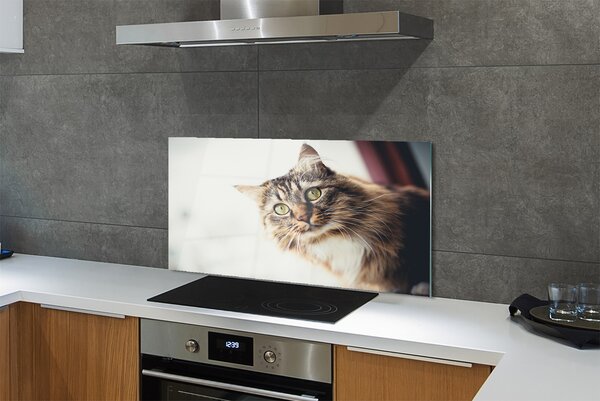 Panouri de sticlă Maine Coon Cat