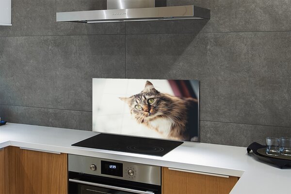 Panouri de sticlă Maine Coon Cat