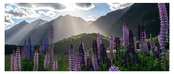 Tablou - scenariu cu flori de Lupin (120x50 cm)