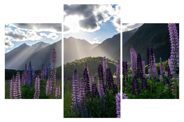 Tablou - scenariu cu flori de Lupin (90x60 cm)