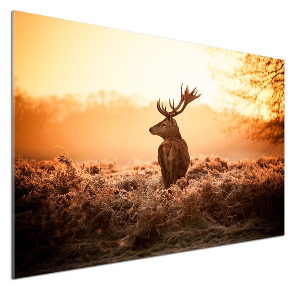 Panou sticlă bucătărie Sunrise Deer